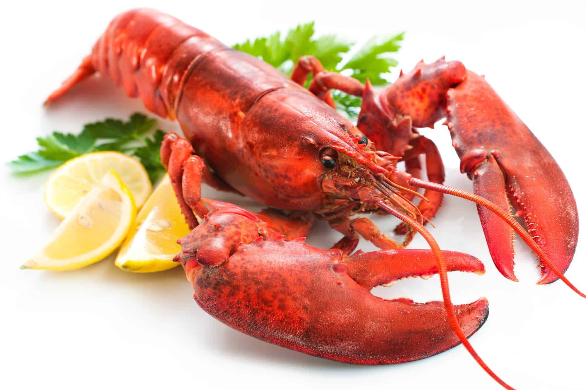 lobster taste